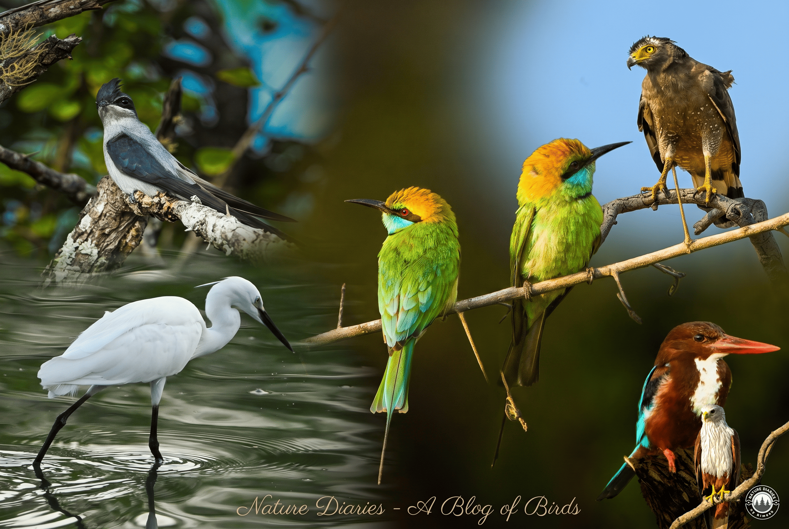 A Birder's Paradise: The Vibrant Avian Life of Yala