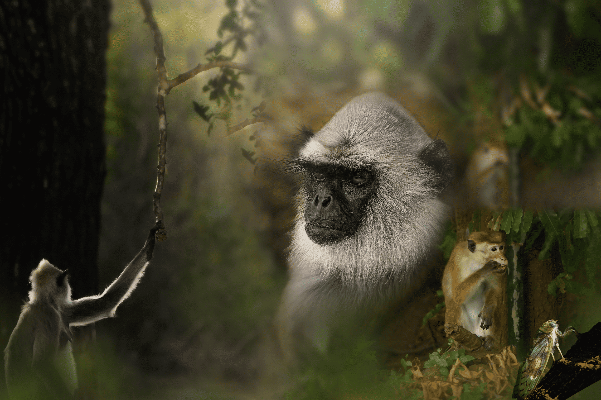 Playful Primates: Macaques and Langurs of Yala