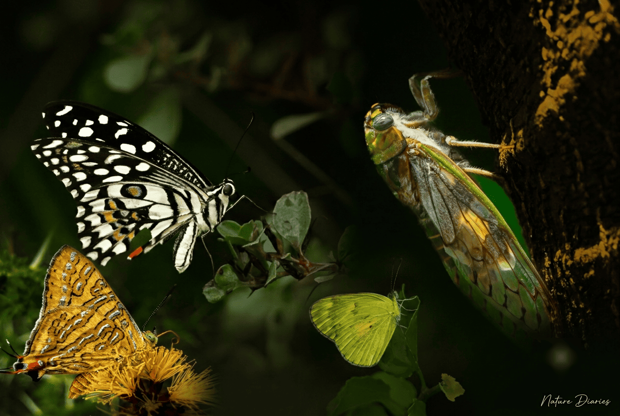 Macro Wonders: The Butterflies and Insects of Yala